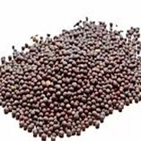 Black Mustard Seeds