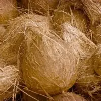 Semi Husked Coconuts