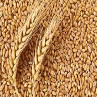 Wheat