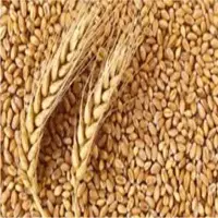 Wheat