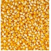 Maize