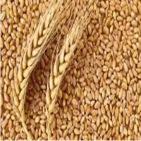 Wheat