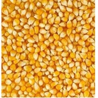 Maize