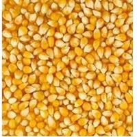Maize