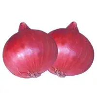 Onion