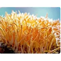 Cordyceps Militaris, Cordyceps Synensis