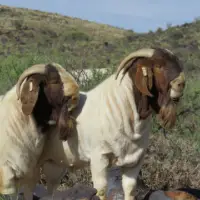 Boergoat Bucks