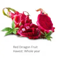 Dragon Fruit