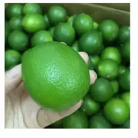 Lime Seedless
