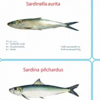Frozen Fish