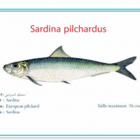 Frozen Sardine