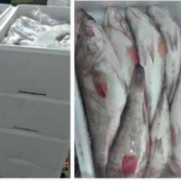 Frozen Mackerel