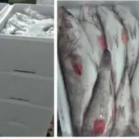 Frozen Mackerel