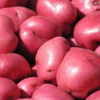 Potato