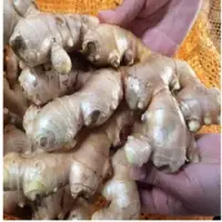 Fesh Ginger