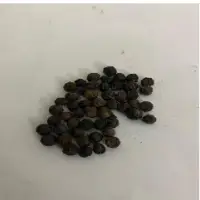 Black Pepper