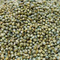 Millet(Bajra)