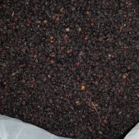 Sambucus Nigra (Fruit )