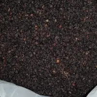Sambucus Nigra (Fruit )