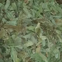 Tilia Argentea