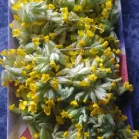 Primula Officinalis