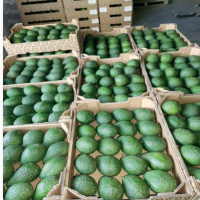 Avocado