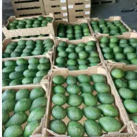 Avocado