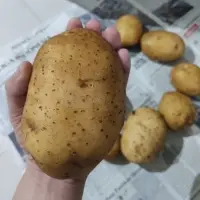 Fresh Potato