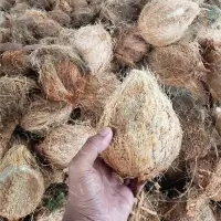 Semi Husked Coconut