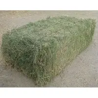 Alfalfa