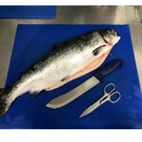 Norwegian Atlantic Salmon HOG (Frozen / Fresh)