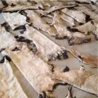 Camel Washed