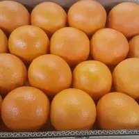 Valencia Oranges