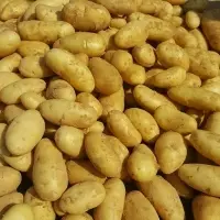 Fresh Egyptian Potato