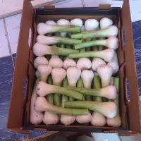 Fresh White Garlic