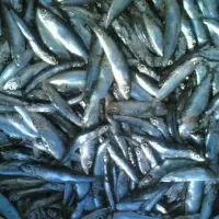 Frozen Anchovies
