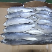 Frozen Milkfish