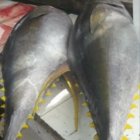 Frozen Yellowfin Tuna