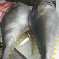 Frozen Yellowfin Tuna