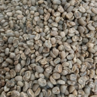 Robusta Green Coffee Bean
