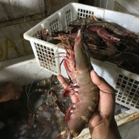 Raw Tiger Prawn