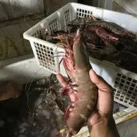 Raw Tiger Prawn