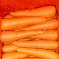 Carrot
