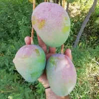 Kent Mango