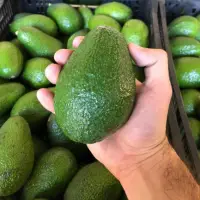 Avocado Hass