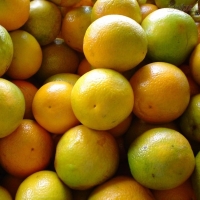 Orange fresh (Pera)