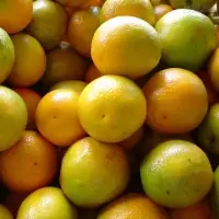 Orange fresh (Pera)