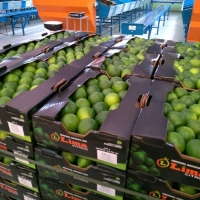 Limes