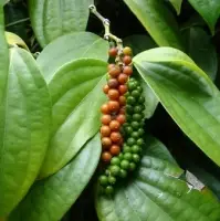 Black Peppers