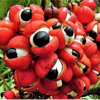 Guarana (Powder & Extract)